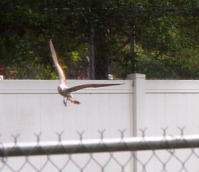 [Long-winged white bird with light grey wings and tail making a turn so the wings are in the shape of a L.]